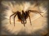 Segestria florentina